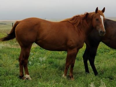 Whiskey N Ginn <BR> AQHA 5635309